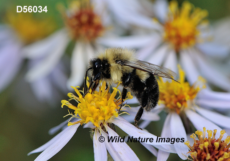 Bombus impatiens